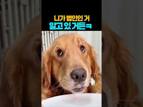 ❤️660만뷰❤️내놔라 너 표정만 봐도 딱 알겠거든 ㅋㅋㅋ #강아지 #댕댕이 #애견영상 thumbnail
