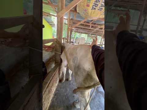 Penyuntikan vitamin penggemukan pada calon pejantan #sapi #shorts #animals thumbnail