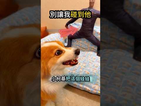 終極目標發現?‍柯基行動開始? thumbnail