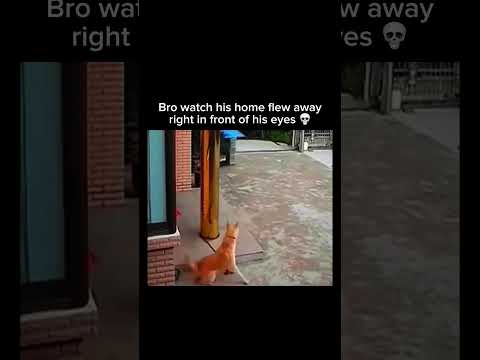 Bro's house said 'peace out' in front of his eyes ? Sub for more! #shorts thumbnail