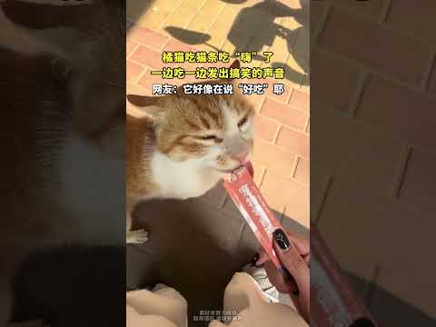 橘猫吃猫条吃“嗨”了，一边吃一边发出搞笑的声音 thumbnail