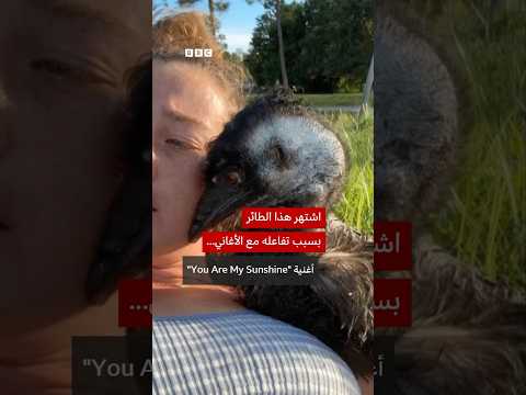 الطائر الذي اشتهر على مواقع التواصل بتفاعله مع الأغاني thumbnail