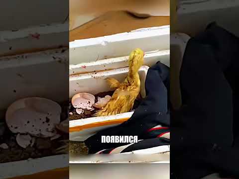 Самодельный инкубатор из коробки сотворил ЧУДО📦🐣✨ thumbnail