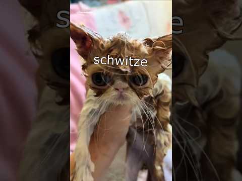 Die Dawgs schaffen's nicht #lustig #witzig #funny #tiere #animals #meme #lachen #happy #2homiedawgs thumbnail