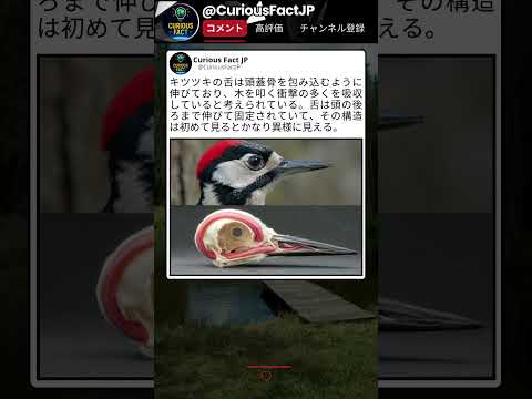 この鳥、体の作りが完全に特殊仕様だった thumbnail
