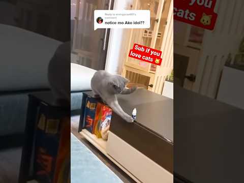 Cat learns not to be mischievous 😼 thumbnail