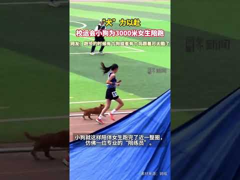 一只小狗自发进入跑道，为3000米比赛领跑的女生伴跑近一圈，这意外而温馨的插曲为赛场增添了别样趣味。#校园趣事  #运动会 thumbnail