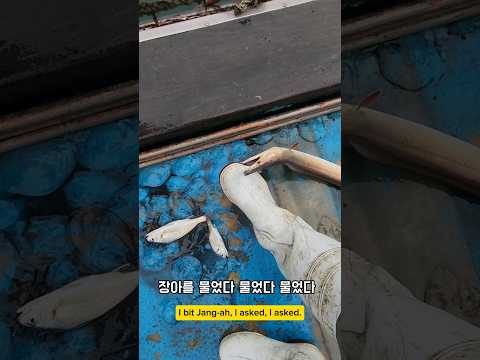 장어를 수조에 넣는 기막힌 방법 #남해 #장어 #장화 #해파리 #선장 #경상도사투리 thumbnail
