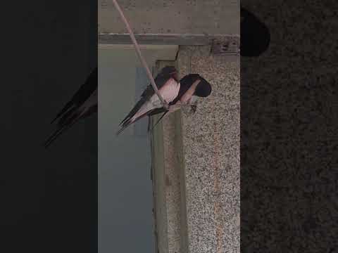 묵호 제비 thumbnail