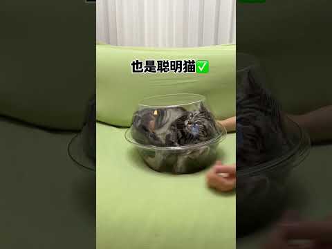 【牛奶是只猫】卧龙凤雏怎么都在我家 thumbnail