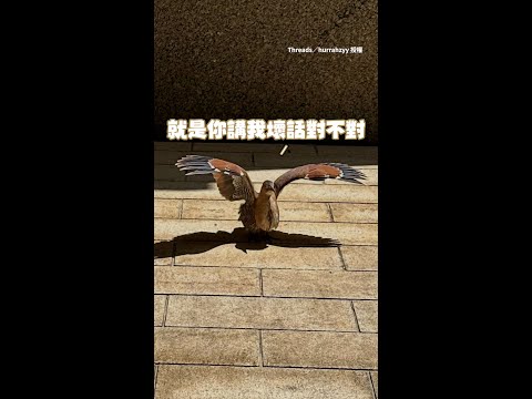 【就你講我壞話是吧？】出門見「大笨鳥」展翅曬太陽　他超害怕加速逃跑XD #Shorts thumbnail