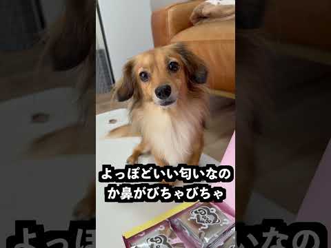 ミステリーチョコマシュマロの旨み成分を調べるとシークレットがわかるのか検証してみた！ thumbnail