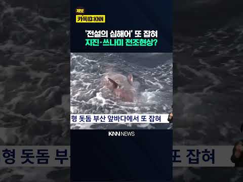 '전설의 심해어' 164cm 돗돔 부산 앞바다서 또 잡혀 / KNN thumbnail