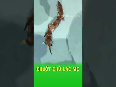 Đàn chuột chù con mất phương hướng vì chuột mẹ chui xuống cống thumbnail