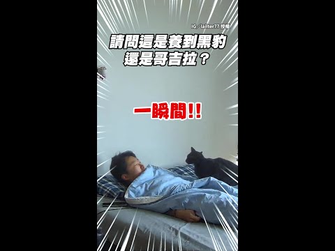 【睡個覺也要被獵】奴才化解黑貓偷襲 反應快到讓人心疼... #Shorts thumbnail