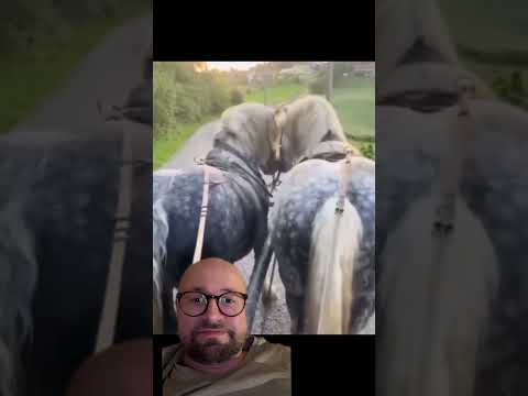 Konie obgadują drugie konie thumbnail