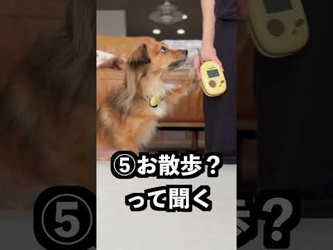 バウリンガルの前で愛犬怒らせてみた！ thumbnail