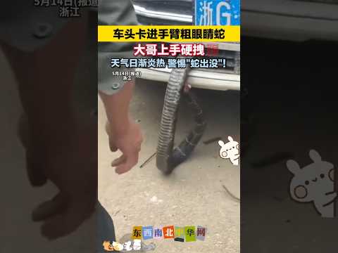 车头卡进手臂粗眼镜蛇，大哥上手硬拽 thumbnail
