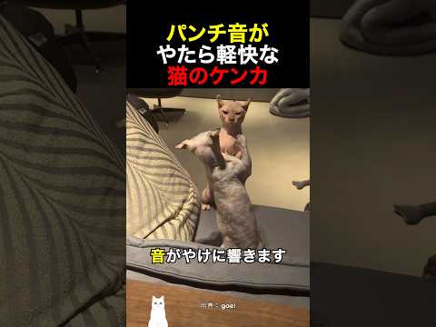 パンチ音がやたら軽快な猫のケンカ thumbnail