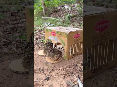 Creative Quick Bird Trap #shorts thumbnail