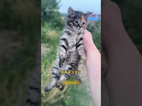 你是说为了一只比格徒手挖了个地下室吗！！ #比格 #比格受害者联盟#搞笑 thumbnail