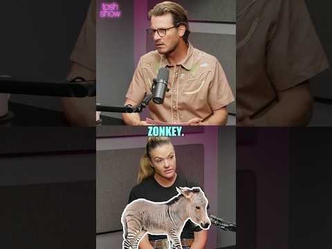 Zebra + Donkey = Zonkey #toshshow #danieltosh #zoo #animals thumbnail