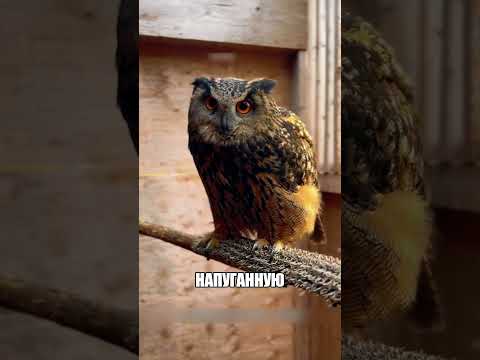 Дикая сова тайно СДЕЛАЛА ГНЕЗДО В ПОДВАЛЕ🦉🥚✨ thumbnail