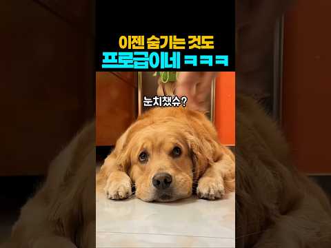 ❤️6500만뷰❤️이젠 숨기는 것도 프로급이네 ㅋㅋㅋ #강아지 #애견영상 #반려견 thumbnail
