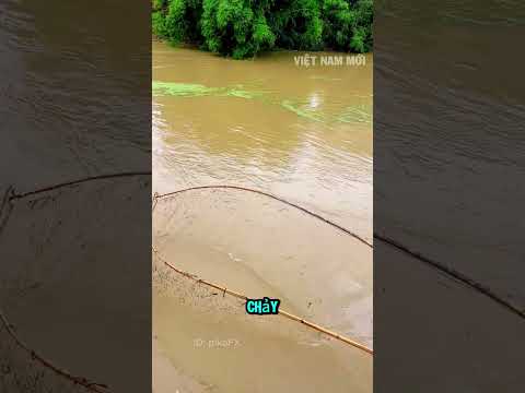 Bác nông dân có cách vợt cá mùa nước lũ cực hiệu quả thumbnail