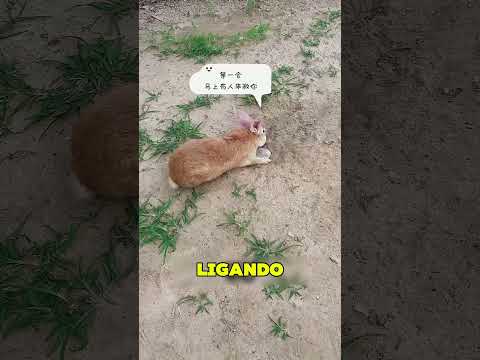 A Mamãe Coelha Perdeu o Filho 😱❤️🐇 thumbnail