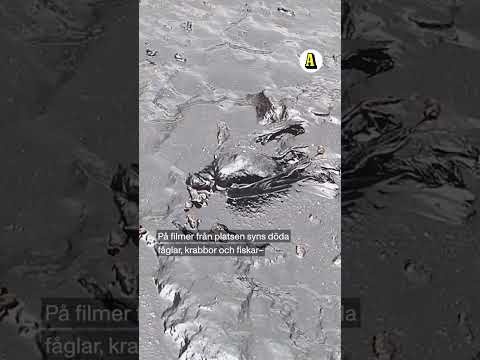 Döda djur flyter i oljan thumbnail