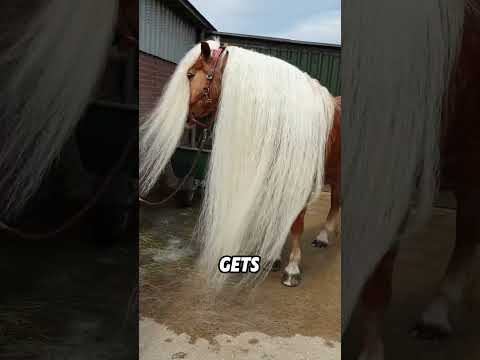 The horse needs a haircut#animals #funny #funnyanimal #cute #horse thumbnail