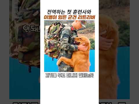전역하는 첫 군견병과 이별하는 군견 리트리버#감동 동물#골든리트리버#강아지 이별 thumbnail
