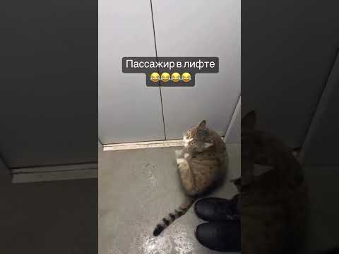 Кот в лифте 🤣 thumbnail