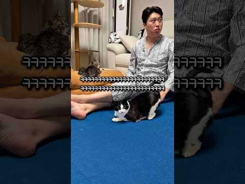 티비에 나온 고양이 thumbnail