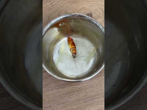 İyi ki saksıya gömmeden önce son bir kez baktım 🥹 thumbnail