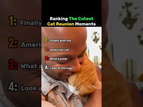 Ranking The Cutest Cat Reunion Moments #cat thumbnail