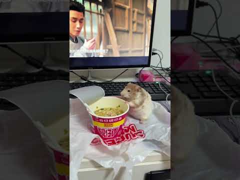 Chú Hamster ăn mì cày phim #memevietnam #meme #funny #haihuoc thumbnail