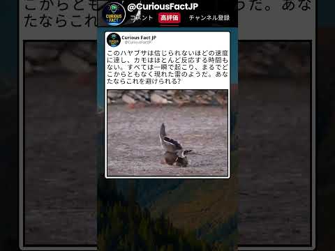 ハヤブサの速度、完全に想像を超えてた thumbnail