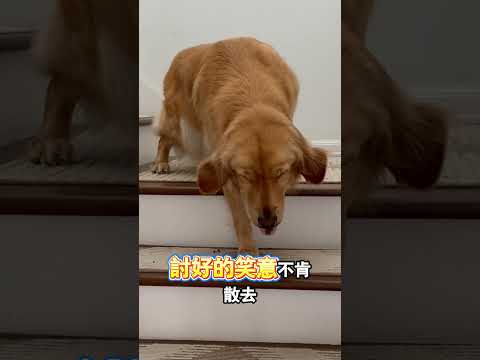 小狗一路陪笑慢慢挪過來認錯 thumbnail