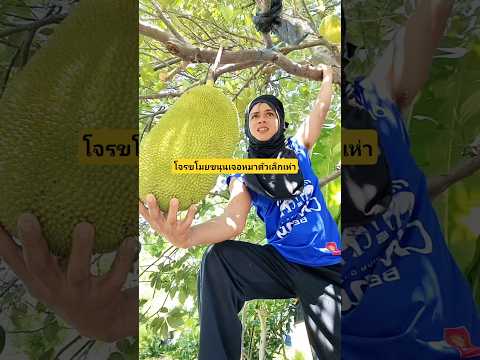 โจรขโมยขนุนเจอหมาตัวเล็กเห่าแน่จริงก็ไปบอกพ่อแม่มาสิ?? #บังเอิญเจอ #funny #comedy #การแสดงเท่านั้น thumbnail