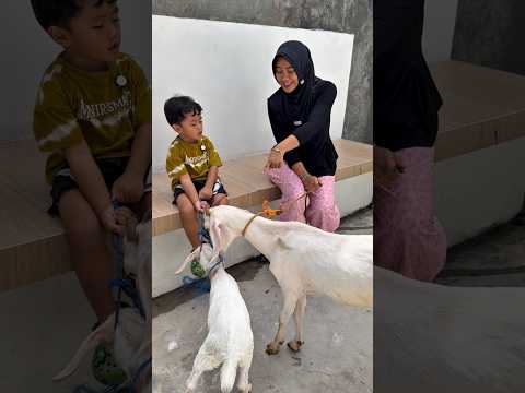 Sombong kurban kambing thumbnail