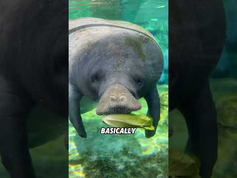 Manatees that enjoy eating vegetarian food#animals #funnyanimal #funny #cute #manatee thumbnail