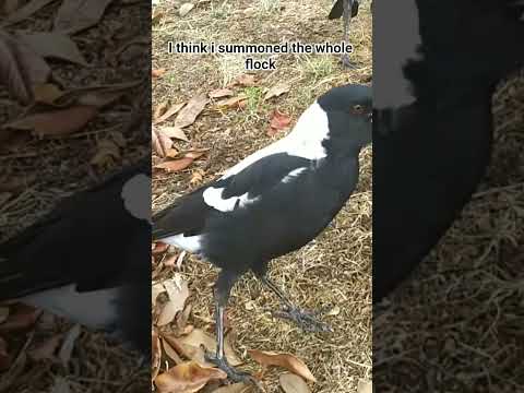 i think I summoned a whole flock of magpies #shorts #australia #magpies #birds #aussie #fyp thumbnail