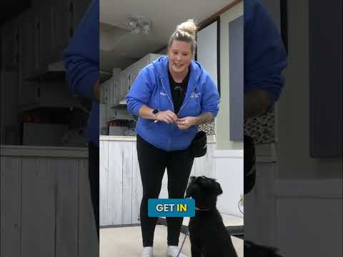 Do THIS Before You Start Leash Training! thumbnail