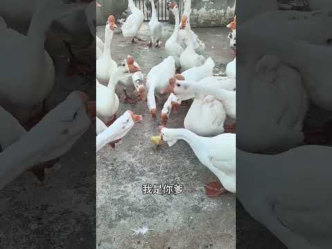 找爹的故事！#搞笑配音 #搞笑 #funny thumbnail