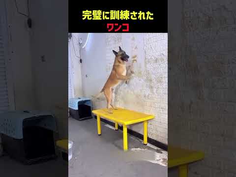 完璧に訓練されたワンコ thumbnail