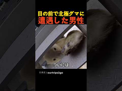 目の前で北極グマに遭遇した男性 thumbnail