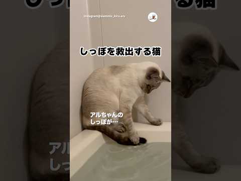 しっぽが浸かってしまった｜PECO thumbnail