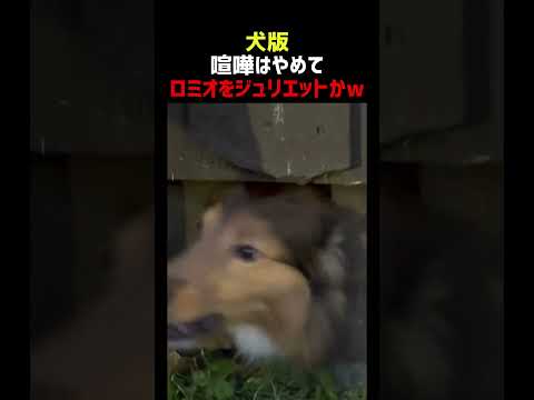 犬たちの修羅場 1秒で止めた犬、現る thumbnail